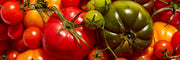 Tomato & Basil