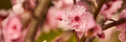 Cherry Blossom & Green Tea