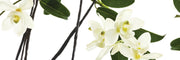 Vanilla Fragrances