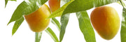 Fruity Fragrances