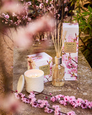 Cherry Blossom & Green Tea